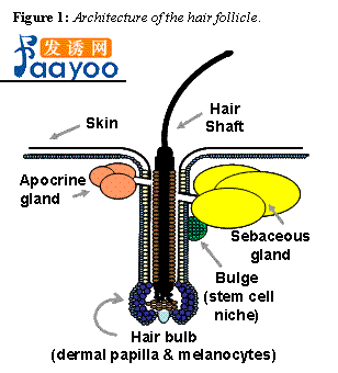掉落的<em>头发根部</em>总有一